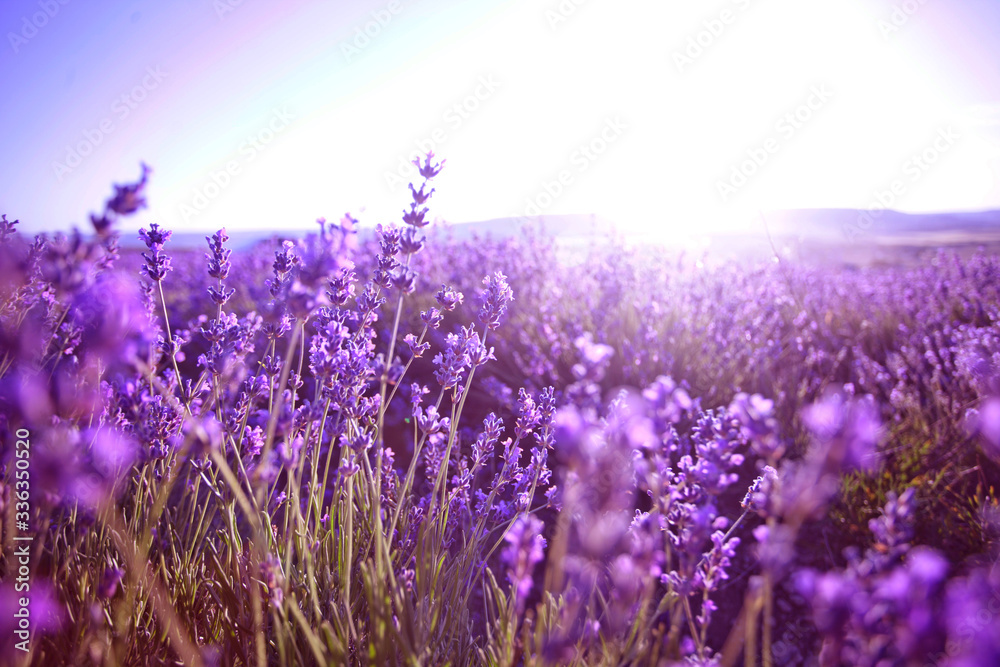 Obraz premium beautiful lavender field at sunset.Sunset over a violet lavender field in Provence