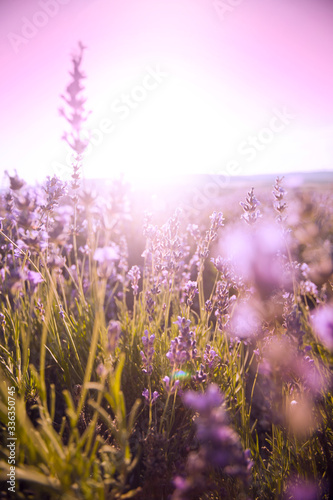 beautiful lavender field at sunset.Sunset over a violet lavender field in Provence