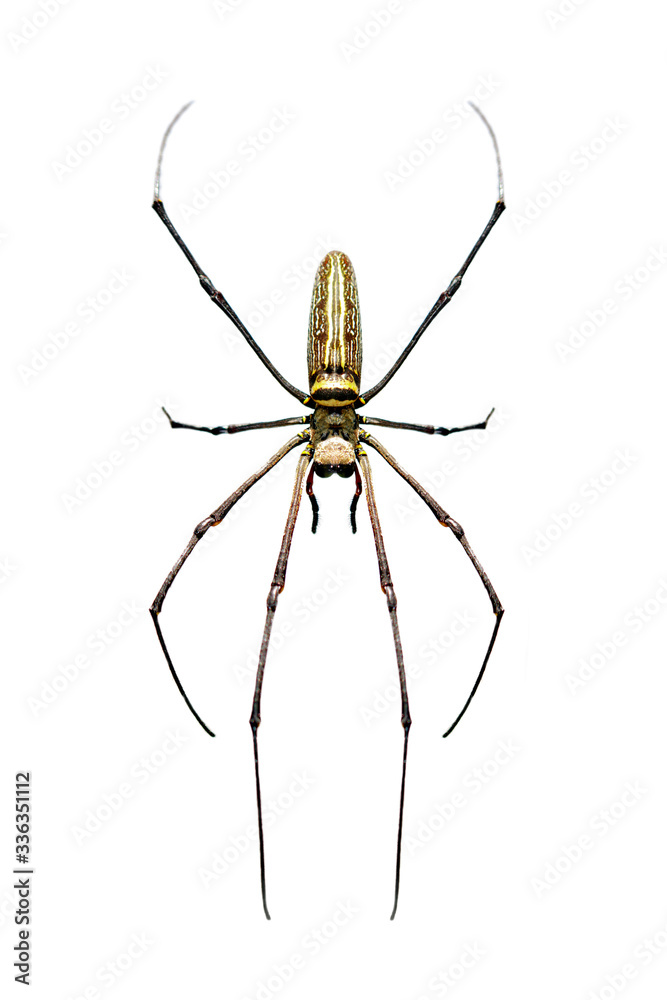 Image of Golden Long-jawed Orb-weaver Spider(Nephila pilipes) isolated on white background. Insect. Animal Image of Golden Long-jawed Orb-weaver Spider(Nephila pilipes) isolated on white background. Insect. Animal