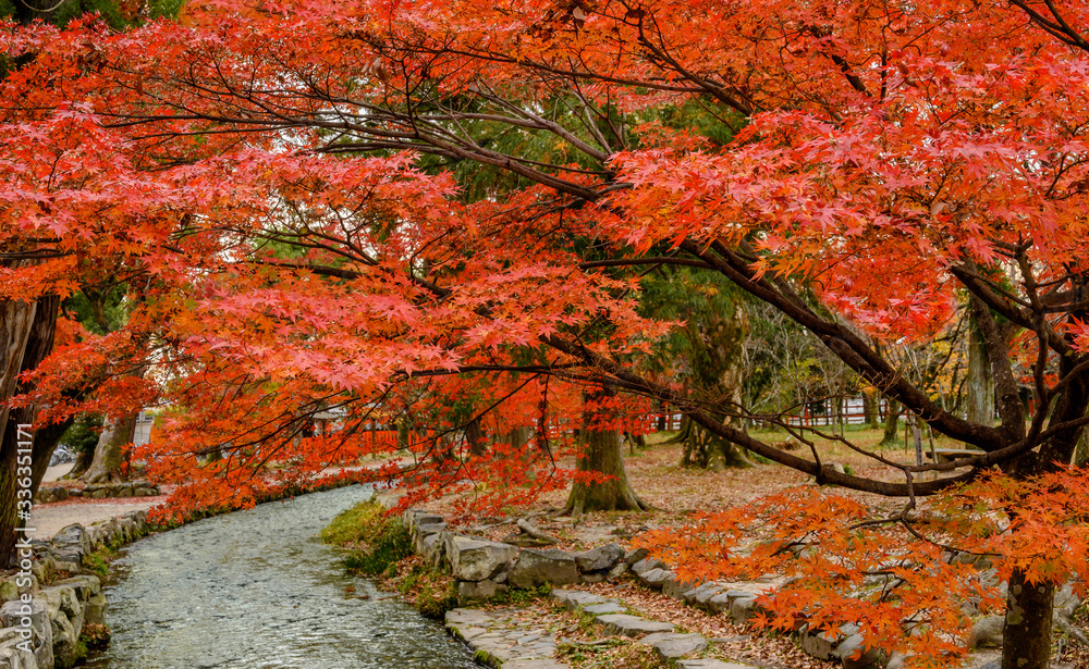 Foliage  landscape in Kyoto, Japan.