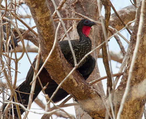 Crested Guan  photo