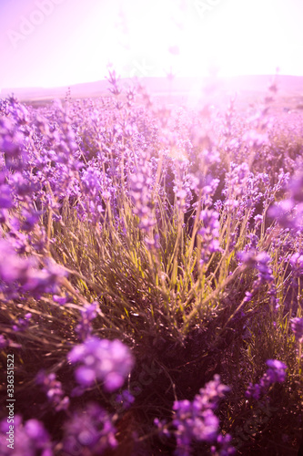 beautiful lavender field at sunset.Sunset over a violet lavender field in Provence