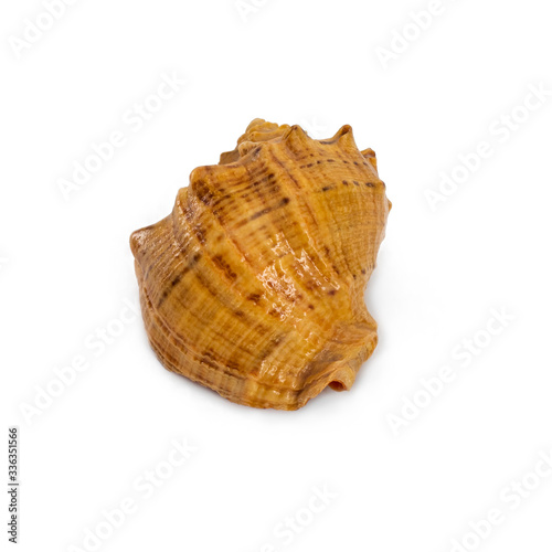 sea shell isolated on white background, decorative seashell