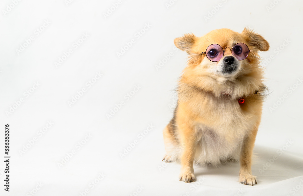 chihuahua dog portrait.