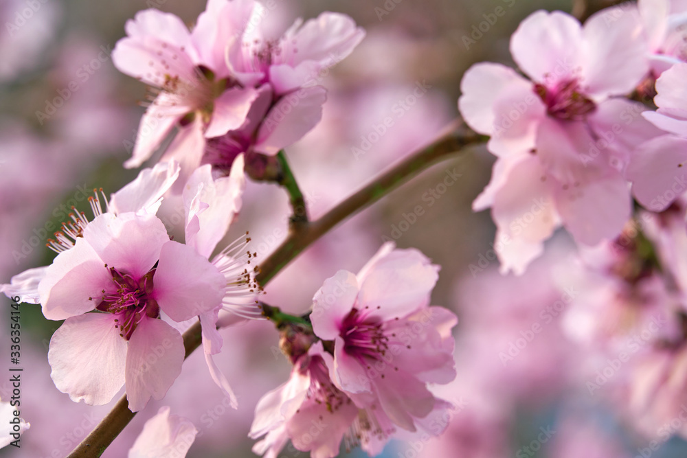 beautiful spring landscape - blooming trees, bright pink and white flowers as background