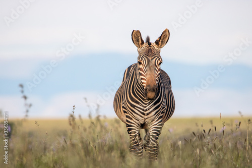 Bergzebra im Mountain Zebra Nationalpark in Südafrika photo