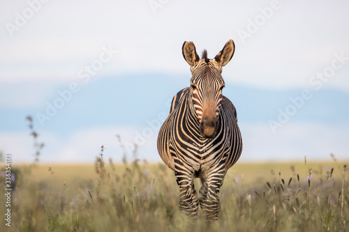 Canvas Print Bergzebra im Mountain Zebra Nationalpark in Südafrika