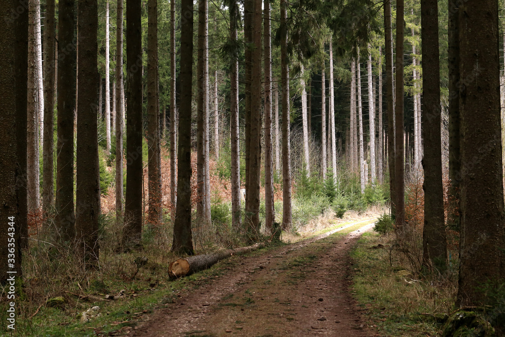 Forest with tall fir trees and forest road Forest with tall fir trees and forest road