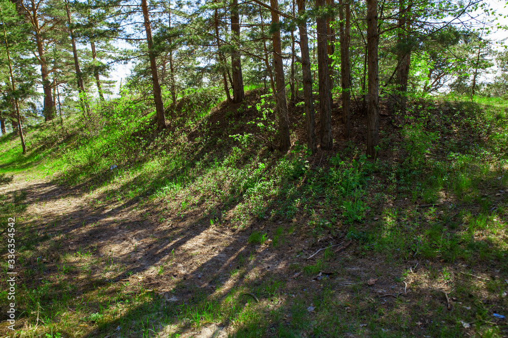 path in the forest path in the forest