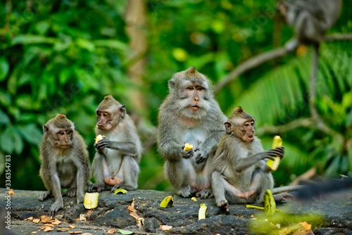 Obraz Adult monkeys sits and eating banana fruit in the forest. Monkey forest, Ubud, Bali, Indonesia.
