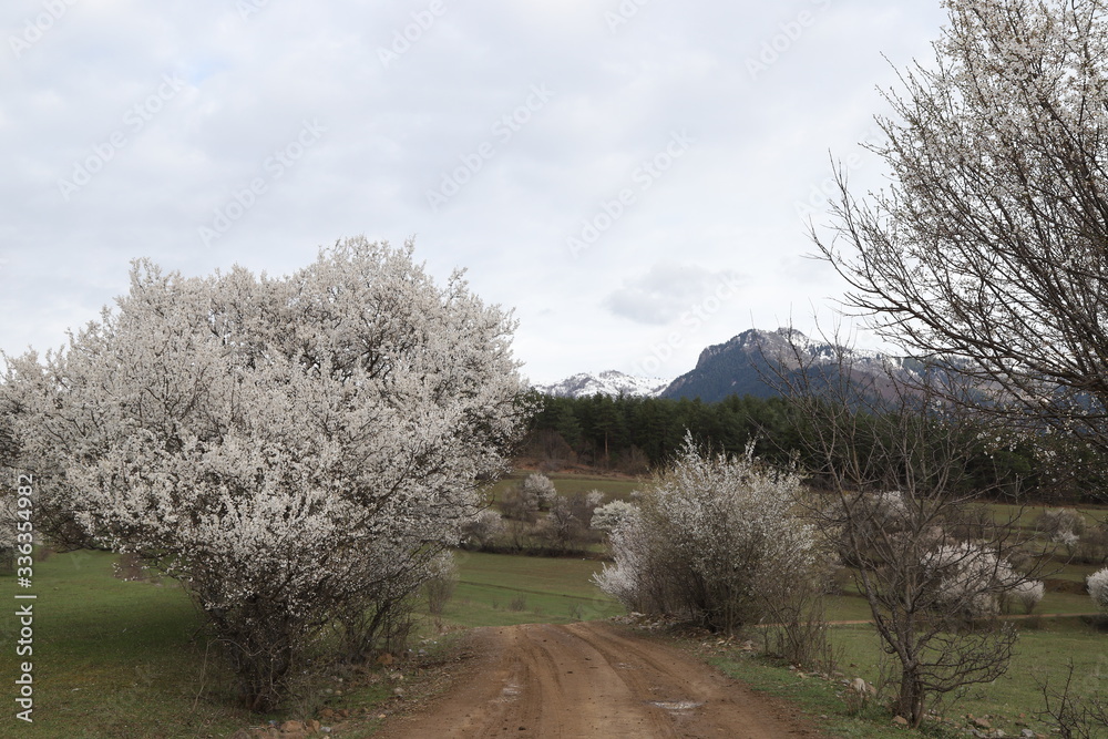 Flowers of the cherry blossoms on a spring day.savsat/artvin Flowers of the cherry blossoms on a spring day.savsat/artvin