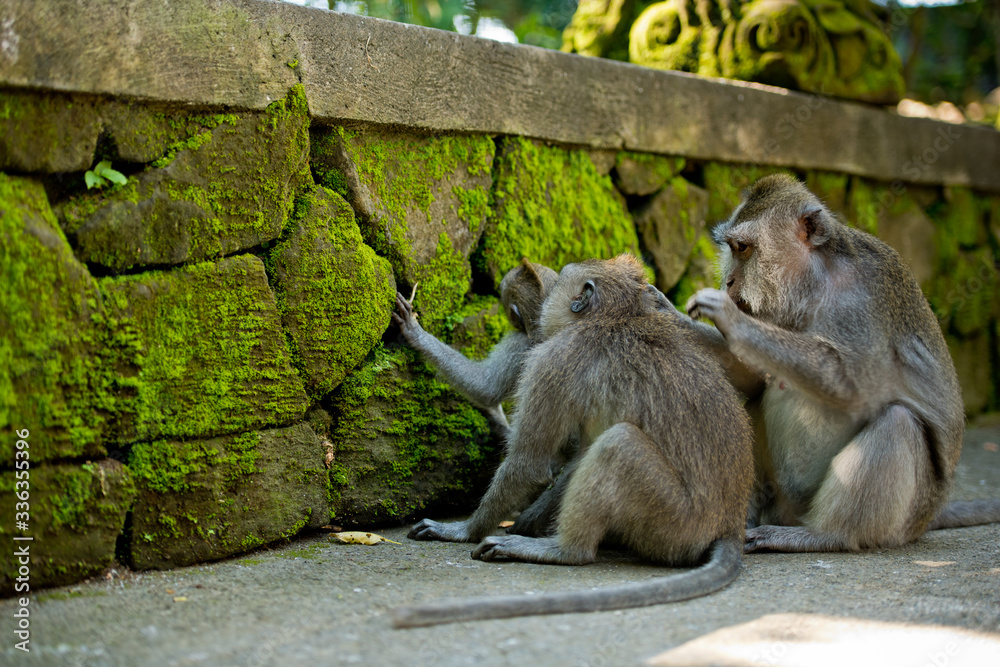 Monkey family with two adults and one baby. Monkey forest, Ubud, Bali, Indonesia.