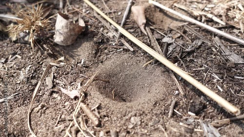 Ant lion trap and ant trying to escape