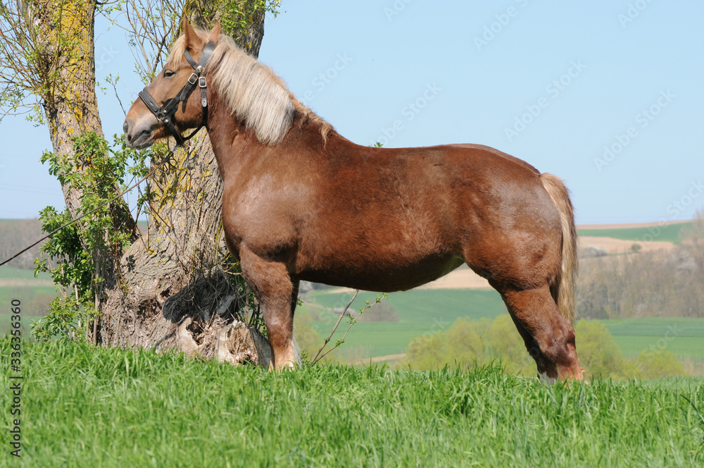 Fototapeta premium Bretonenstute