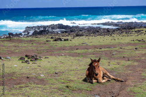 Horses Rapa Nui