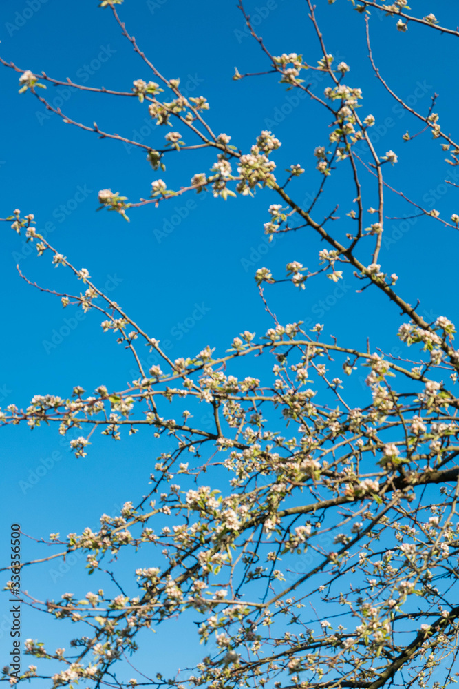 Apfelblüte im April Apfelblüte im April