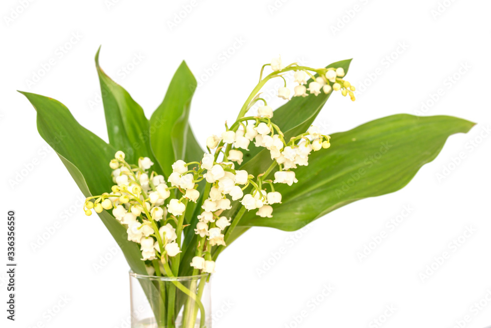 Obraz premium Bouquet of Lily of the valley flower blossoms, isolated on white background. May 1st, Labor Day symbol