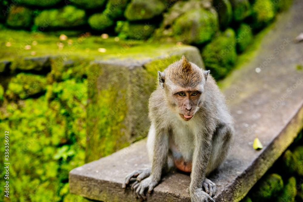 Cute monkey in a sacred park Monkey forest, Ubud, Bali, Indonesia.