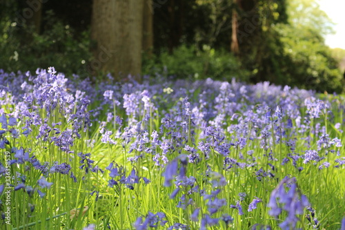 Bluebell wood in shallow depth of field.
