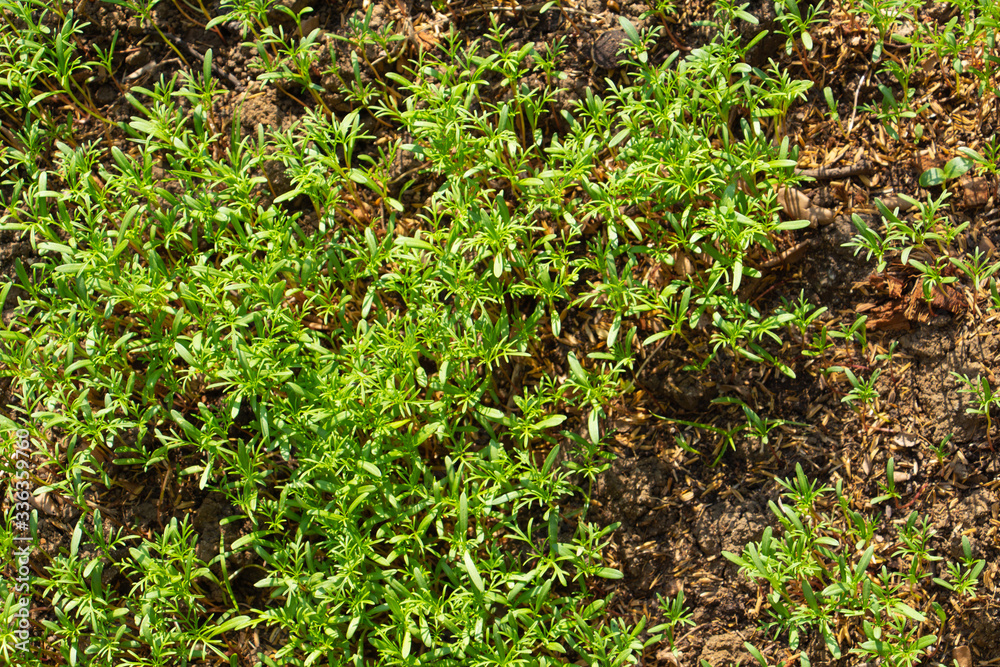Green seedling growing on the ground soil Green seedling growing on the ground soil