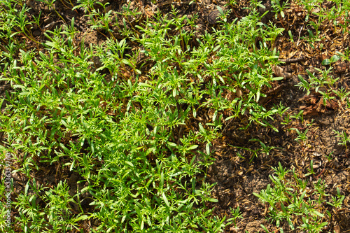 Green seedling growing on the ground soil