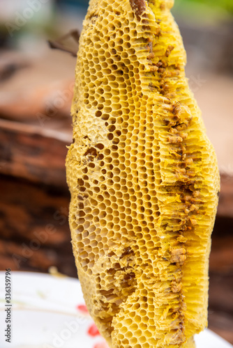 honey bee nest,honeycomb with honey 