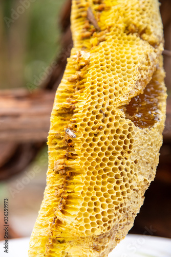 honey bee nest,honeycomb with honey 