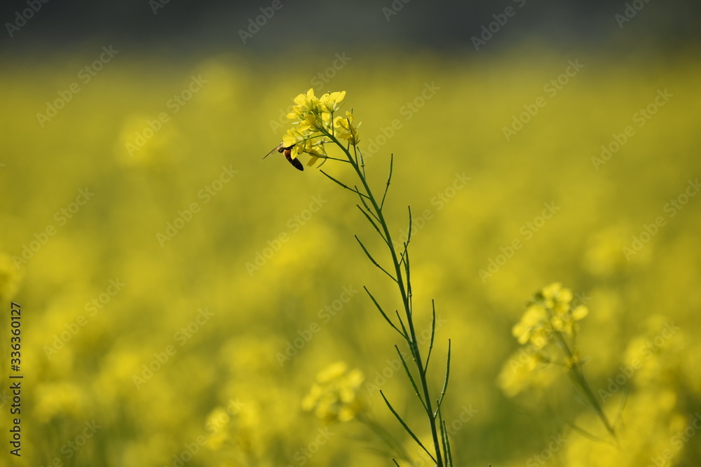 Obraz premium honey bee sting on a mustard flower with a beautiful background