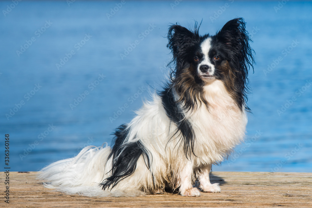 Papillon dog white and brindle coat at the seaside