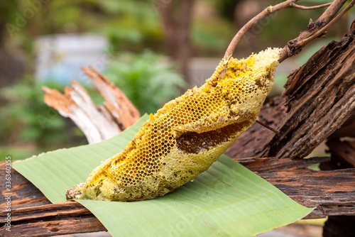honey bee nest,honeycomb with honey 