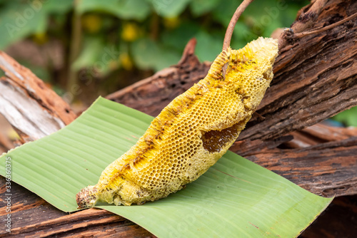 honey bee nest,honeycomb with honey 