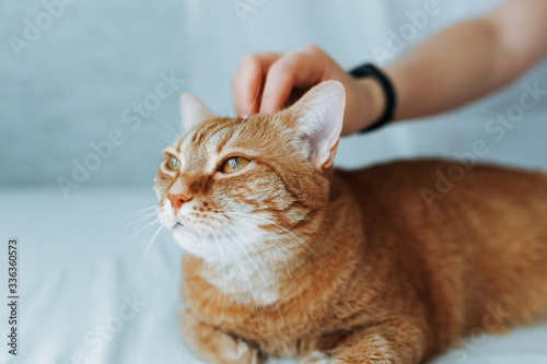 ginger cat and pet stroking