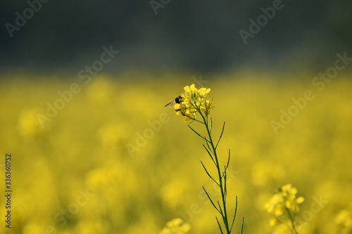 a honey bee sitting on a mustard flower in a mustard field