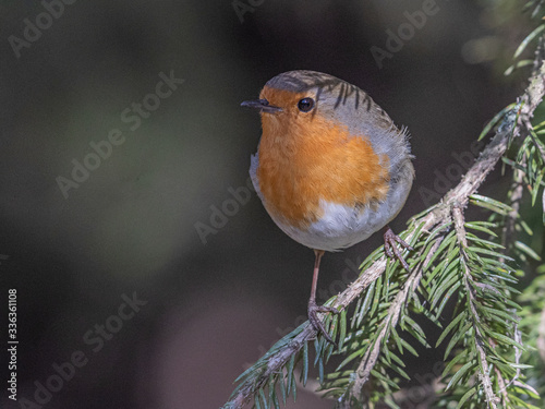 This shy bird was one of the firsts migrating to this area. Meilahti, Helsinki, Finland. photo