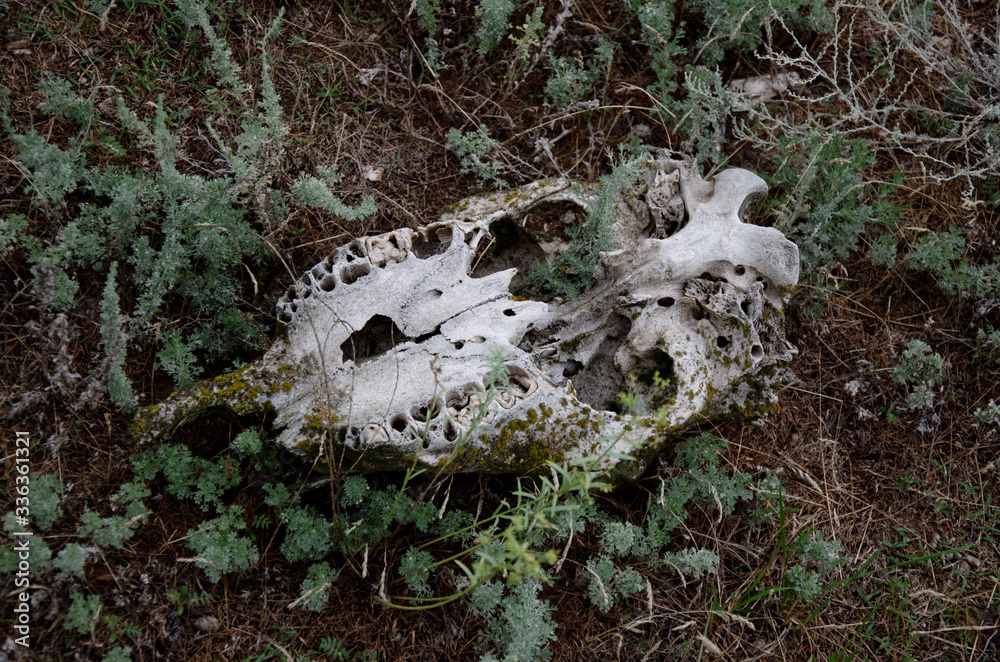 a skull on the ground in the grass