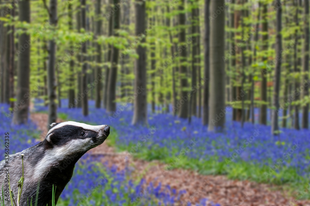 European badger (Meles meles) foraging in beech forest with bluebells (Endymion nonscriptus) in flower in spring. Digital composite European badger (Meles meles) foraging in beech forest with bluebells (Endymion nonscriptus) in flower in spring. Digital composite