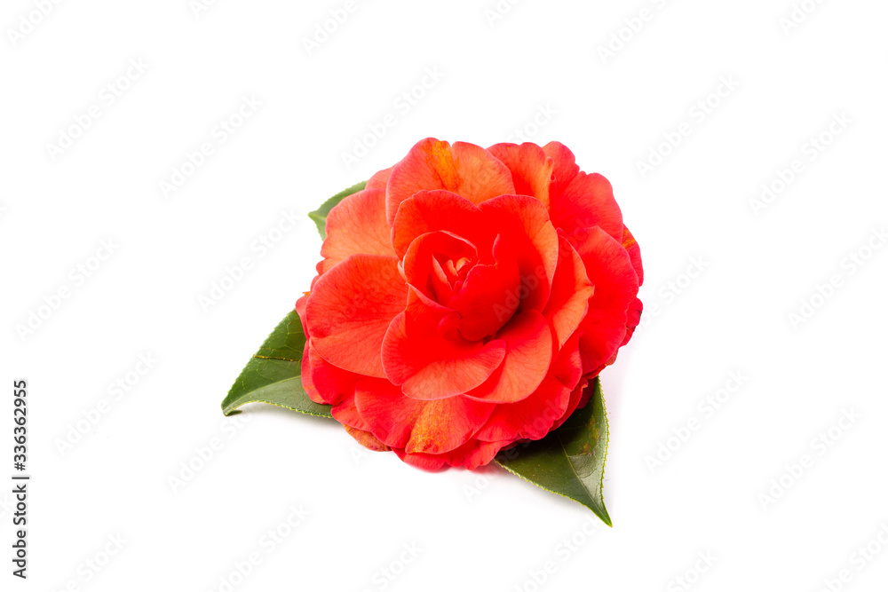 Camelia sobre fondo blanco Camelia sobre fondo blanco