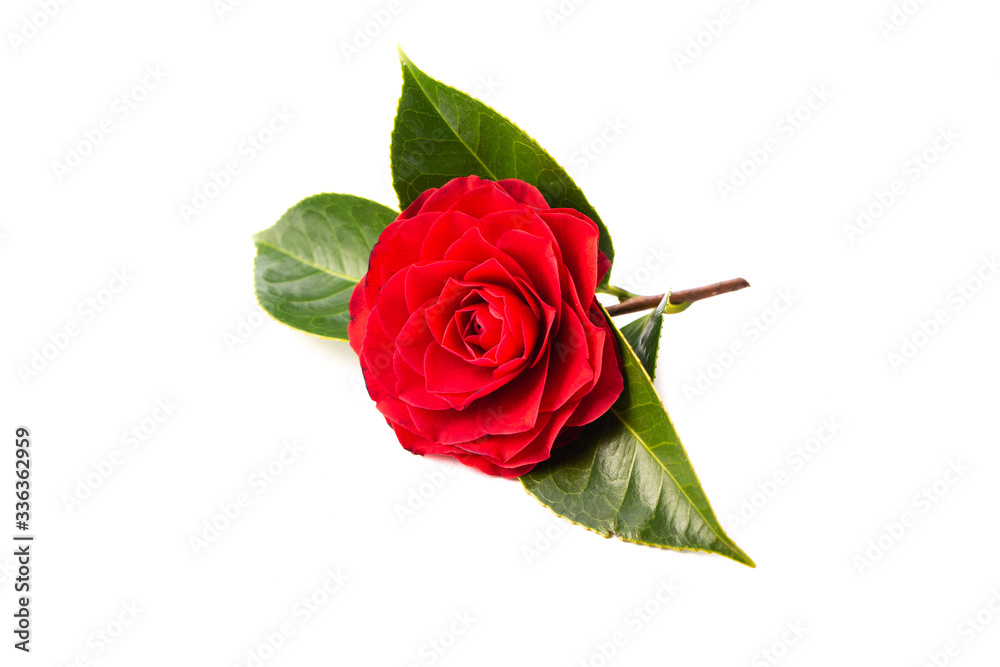 Fotografie Camelia sobre fondo blanco
