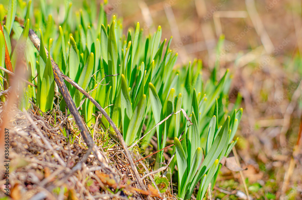 The first spring sprouts and flowers break through the dry grass. blooming. The first spring sprouts and flowers break through the dry grass. blooming.