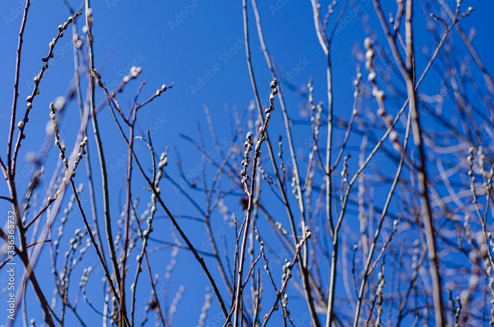 Willow branches against the blue sky bloom in springtime. Easter concept, natural background Willow branches against the blue sky bloom in springtime. Easter concept, natural background