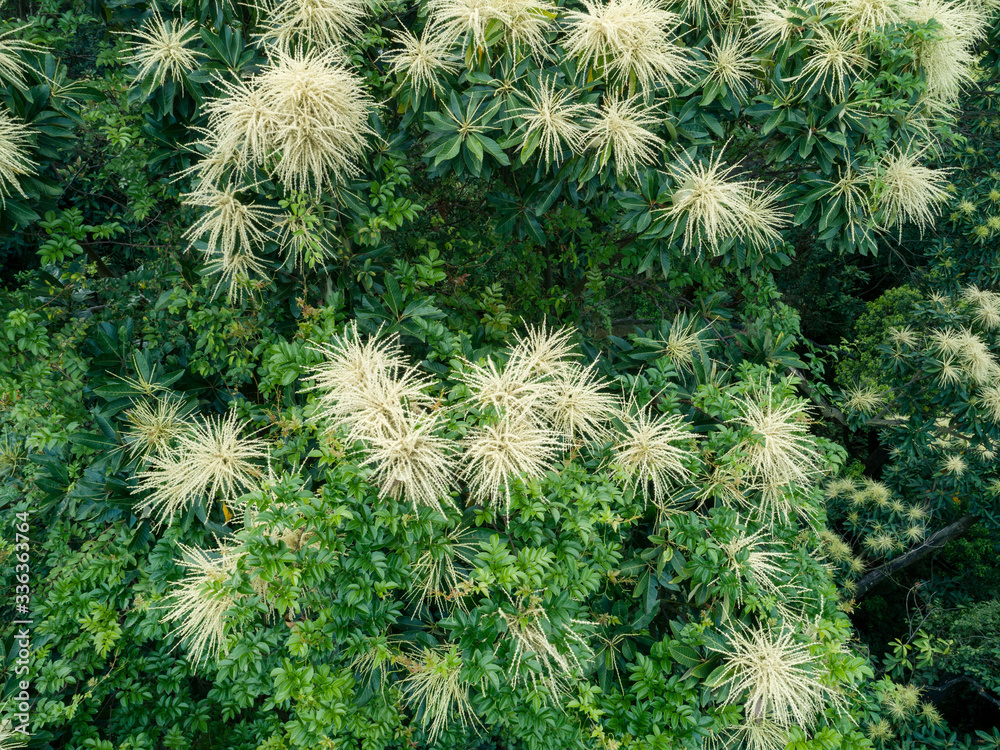 Drone aerial view of green forest with flowering castanopsis fissa trees in spring Drone aerial view of green forest with flowering castanopsis fissa trees in spring