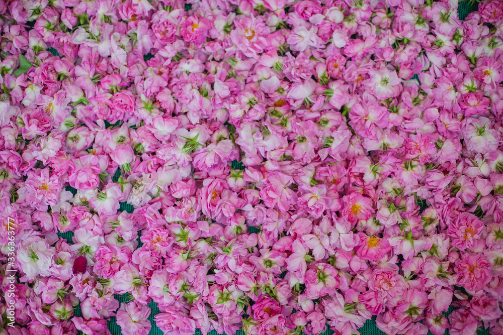 texture from cut pink and purple flowers of wild rose