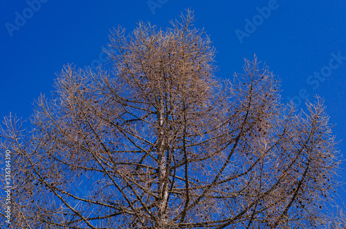 top of tree against the blue sky in springtime.  Easter concept  natural background