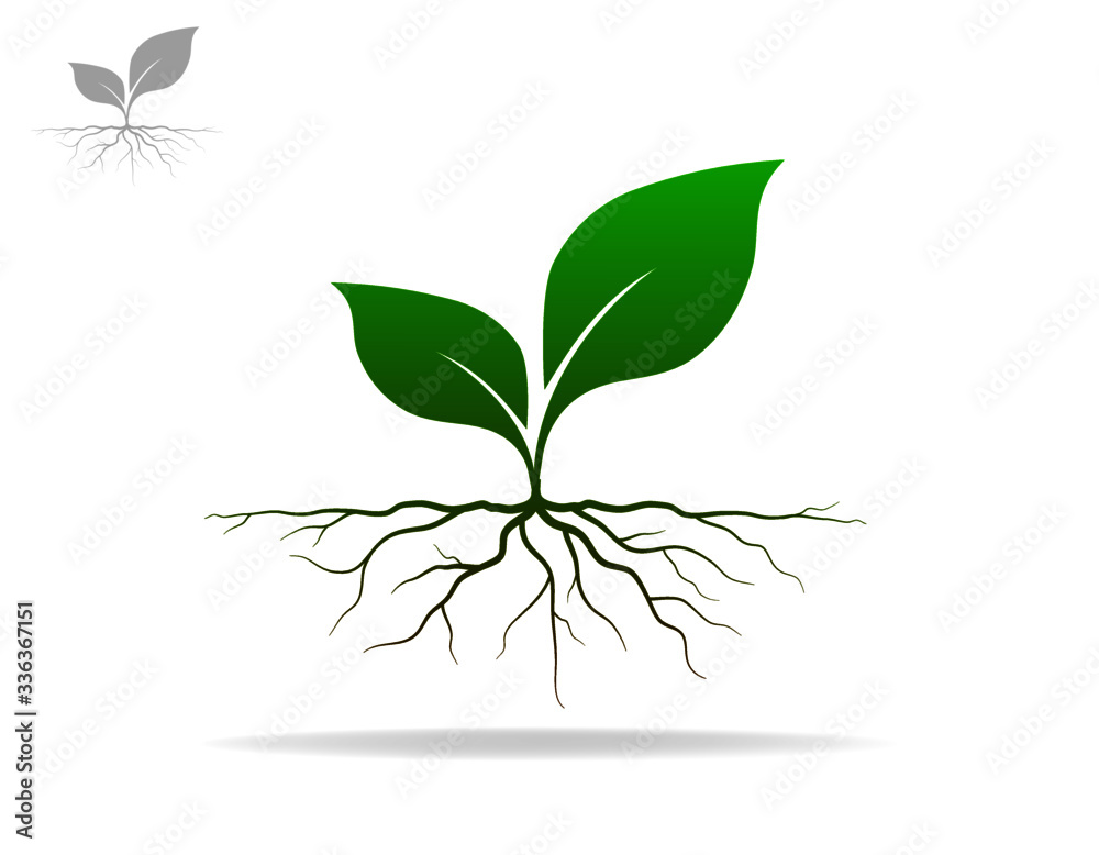 Plant and root with green leaves look beautiful and refreshing.Tree and roots LOGO style. Plant and root with green leaves look beautiful and refreshing.Tree and roots LOGO style.