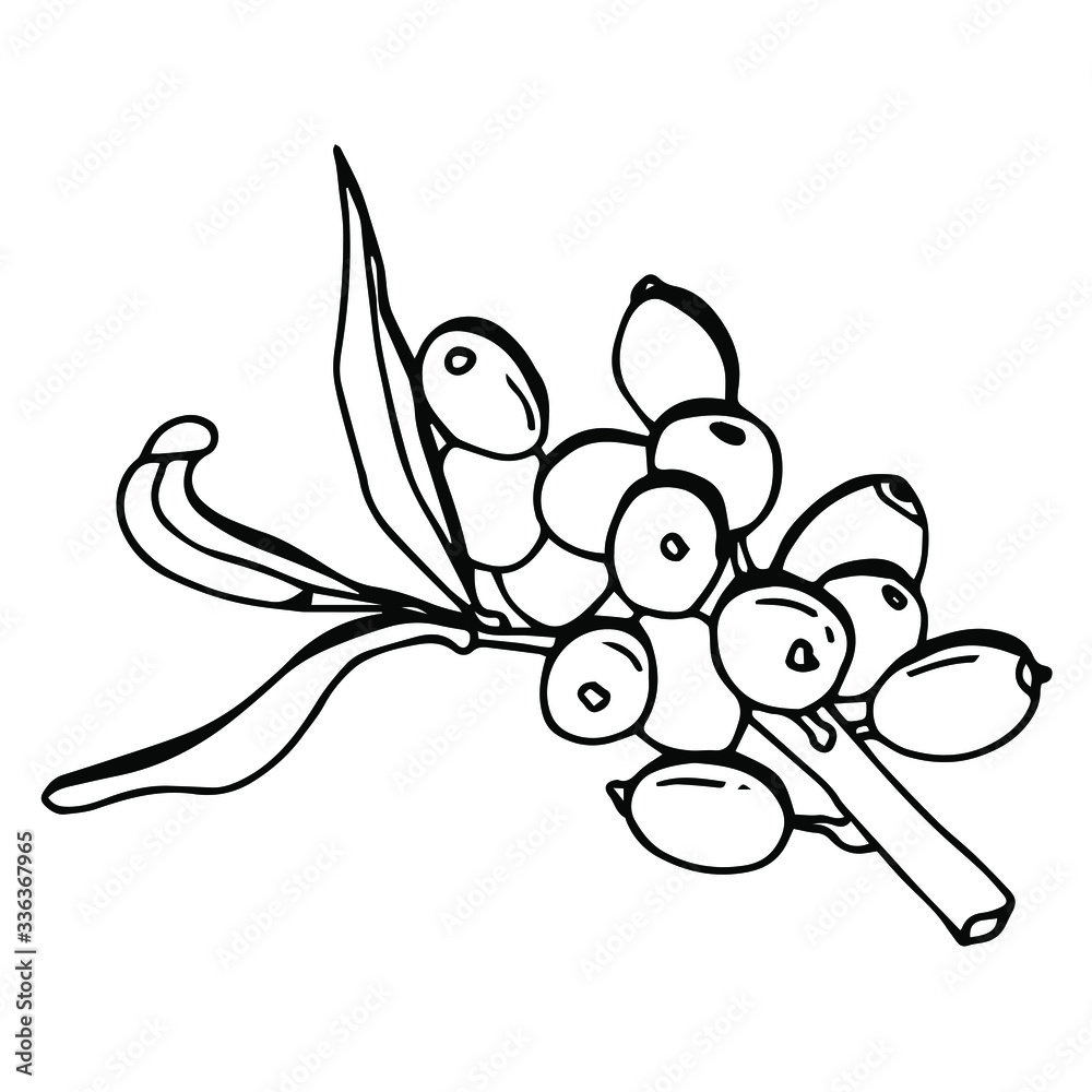 Black and white linear twig with sea buckthorn. Stock illustration. White background, isolate. Black and white linear twig with sea buckthorn. Stock illustration. White background, isolate.