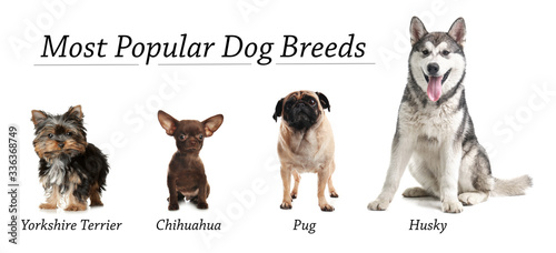 Set of different adorable dogs on white background. Most popular breeds. Banner design