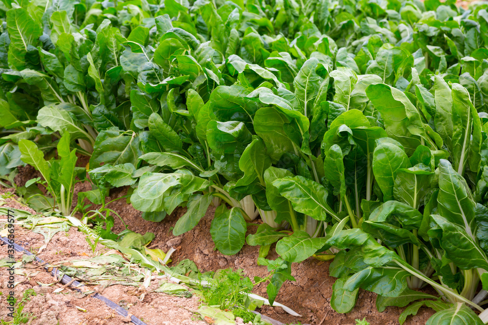 Obraz premium Green leaf beets plantation