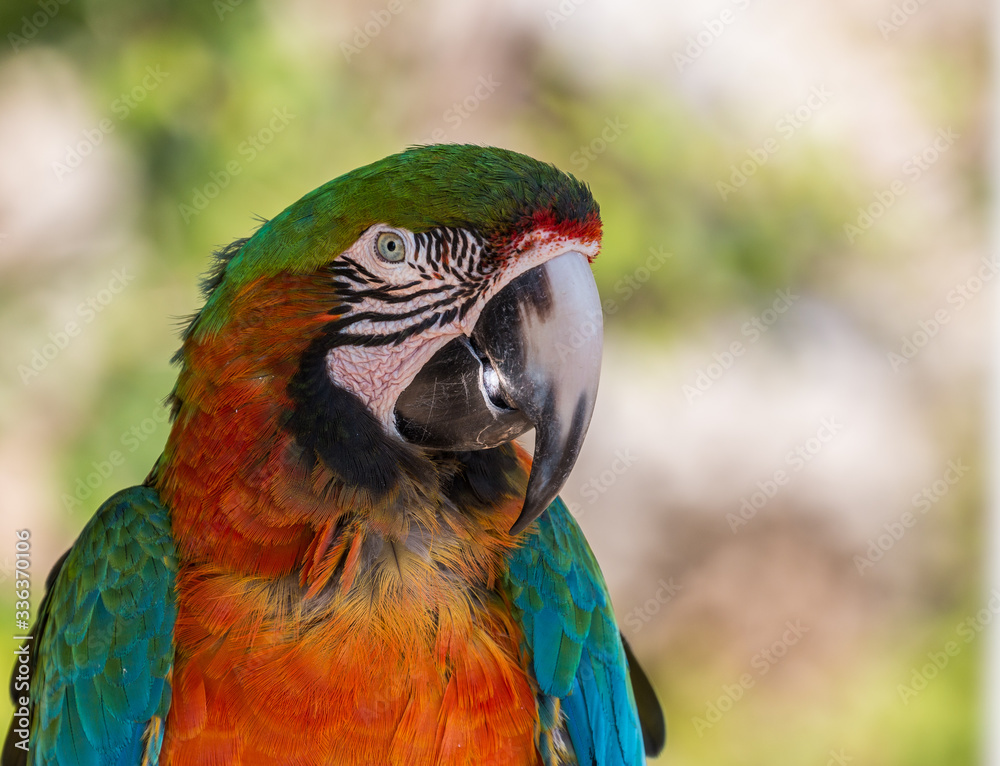 Obraz premium Pappagallo