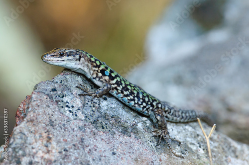 Lizard  Podarcis siculus 