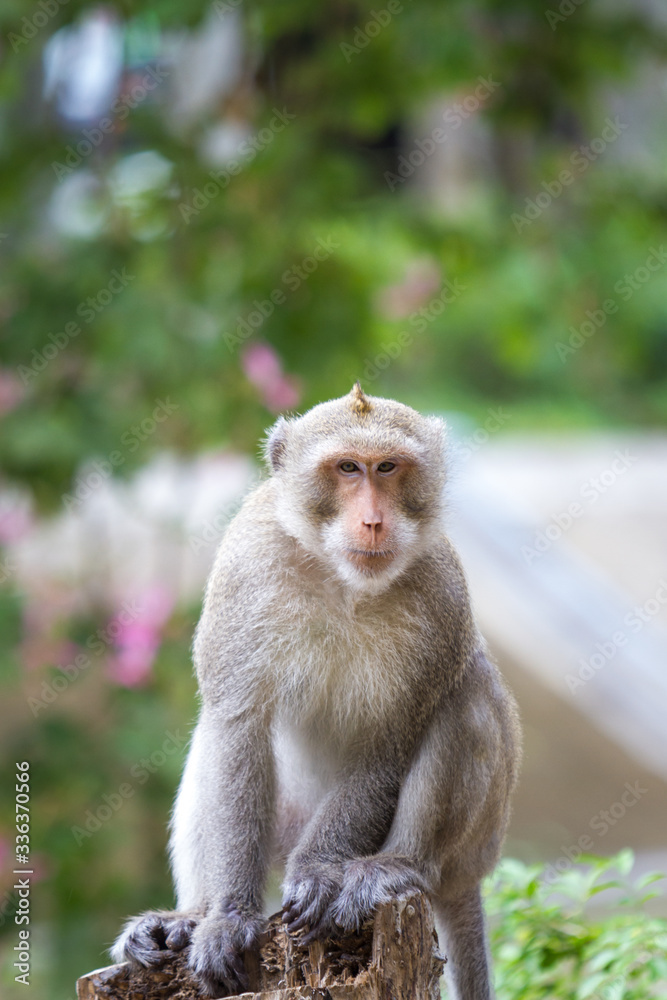 Monkey Monkey sitting lonely.